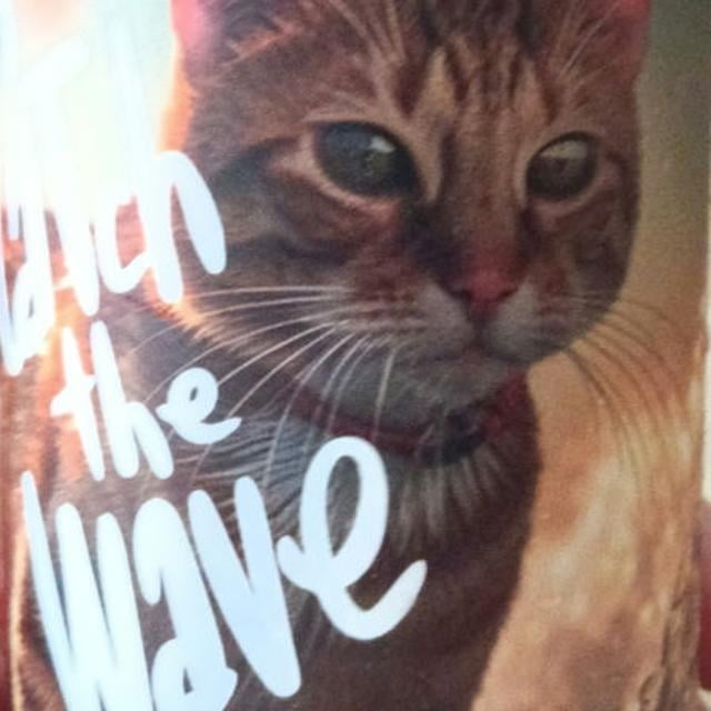 Catch the Wave